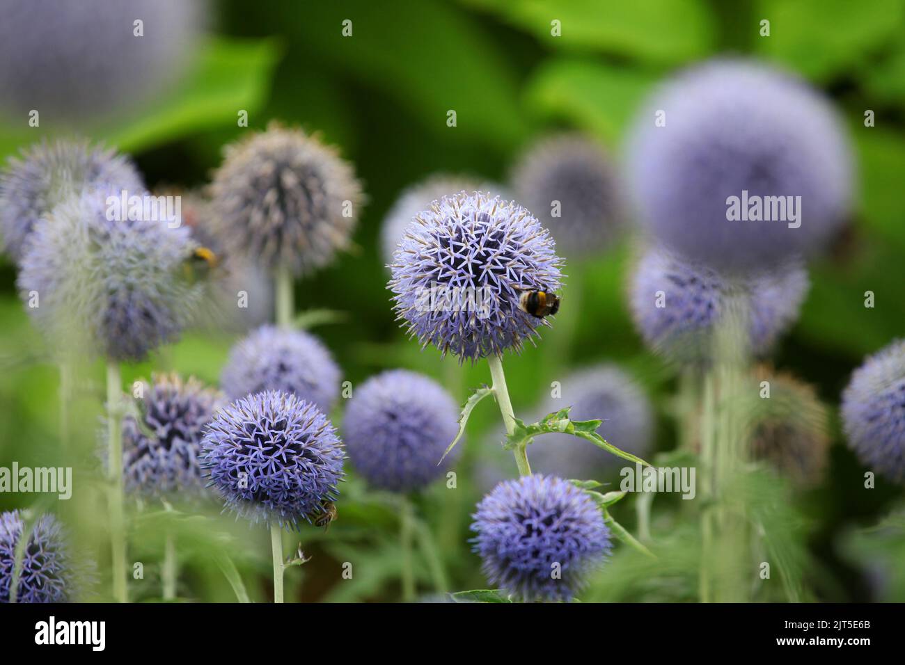 Echinops 'Taplow Blue' in flower. Stock Photo