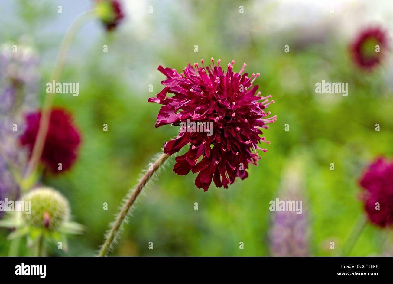 Knautia also known as Widow Flower Stock Photo