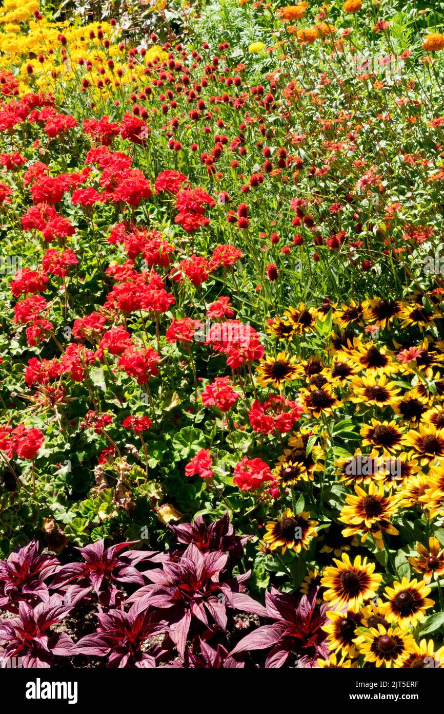 Red yellow plants garden Rudbeckia 'Sonora' Red Pelargoniums, Zinnias, Celosia red leaves in a flowerbed, mid-summer Stock Photo