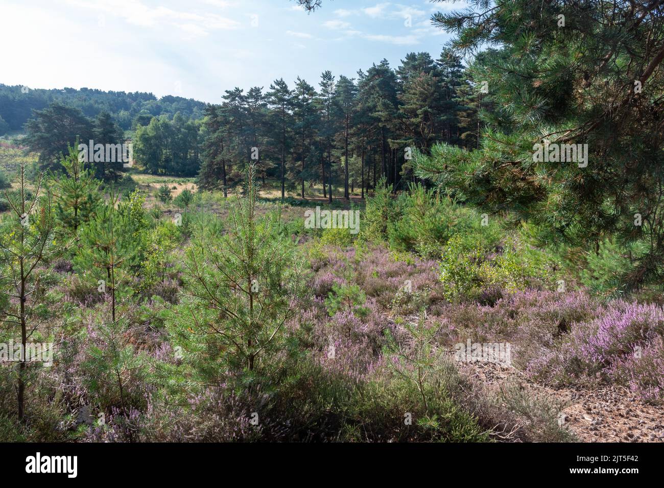 Barossa Common view in summer or August, Surrey heathland site near
