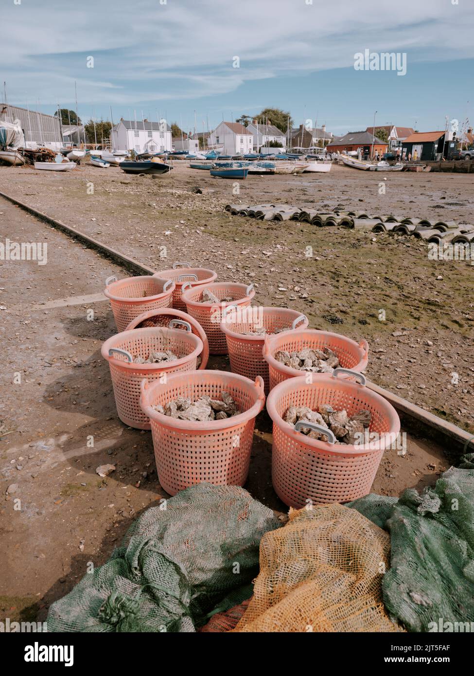 Freshly landed oysters in plastic containers on the low tide foreshore at West Mersea Harbour