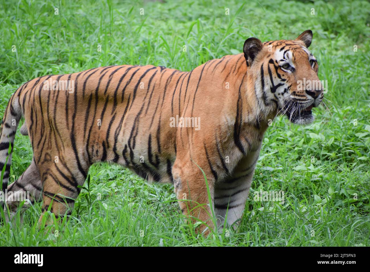 Indian tiger is standing on a grass field looking away from the camera. Stock Photo