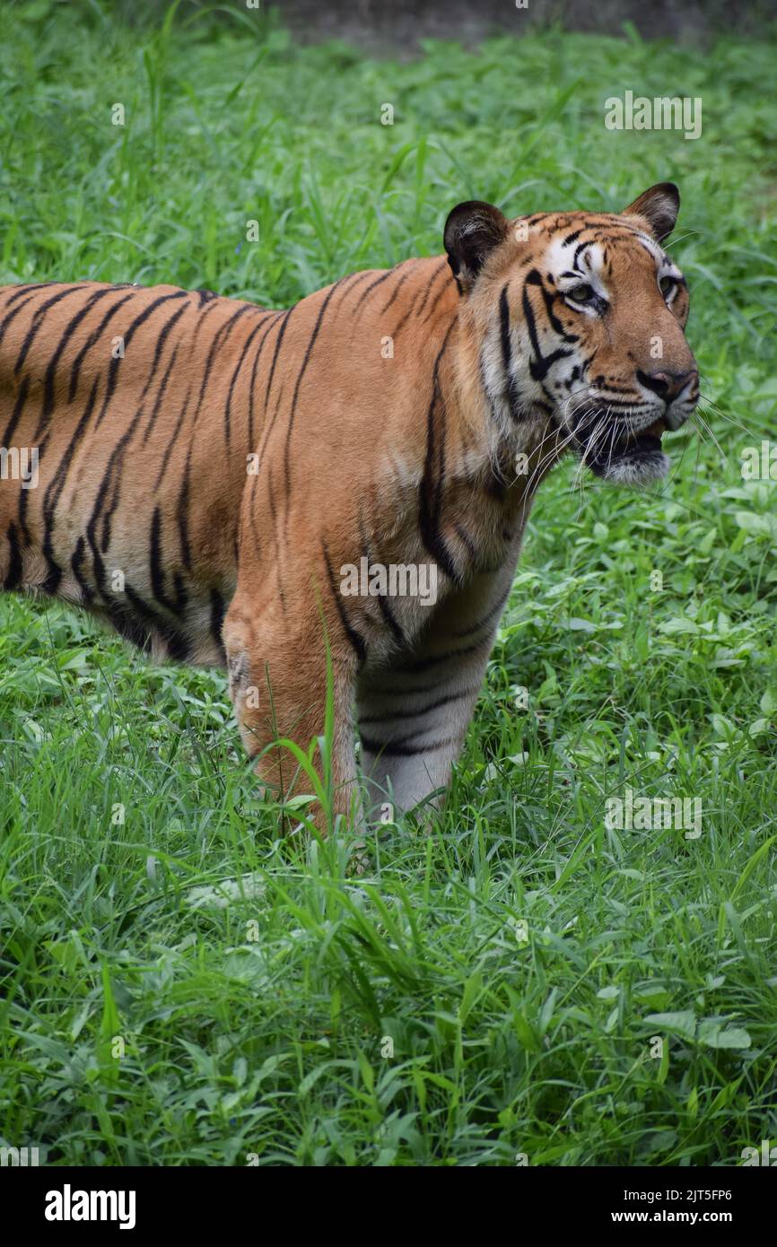 Indian tiger is standing on a grass field looking away from the camera. Stock Photo