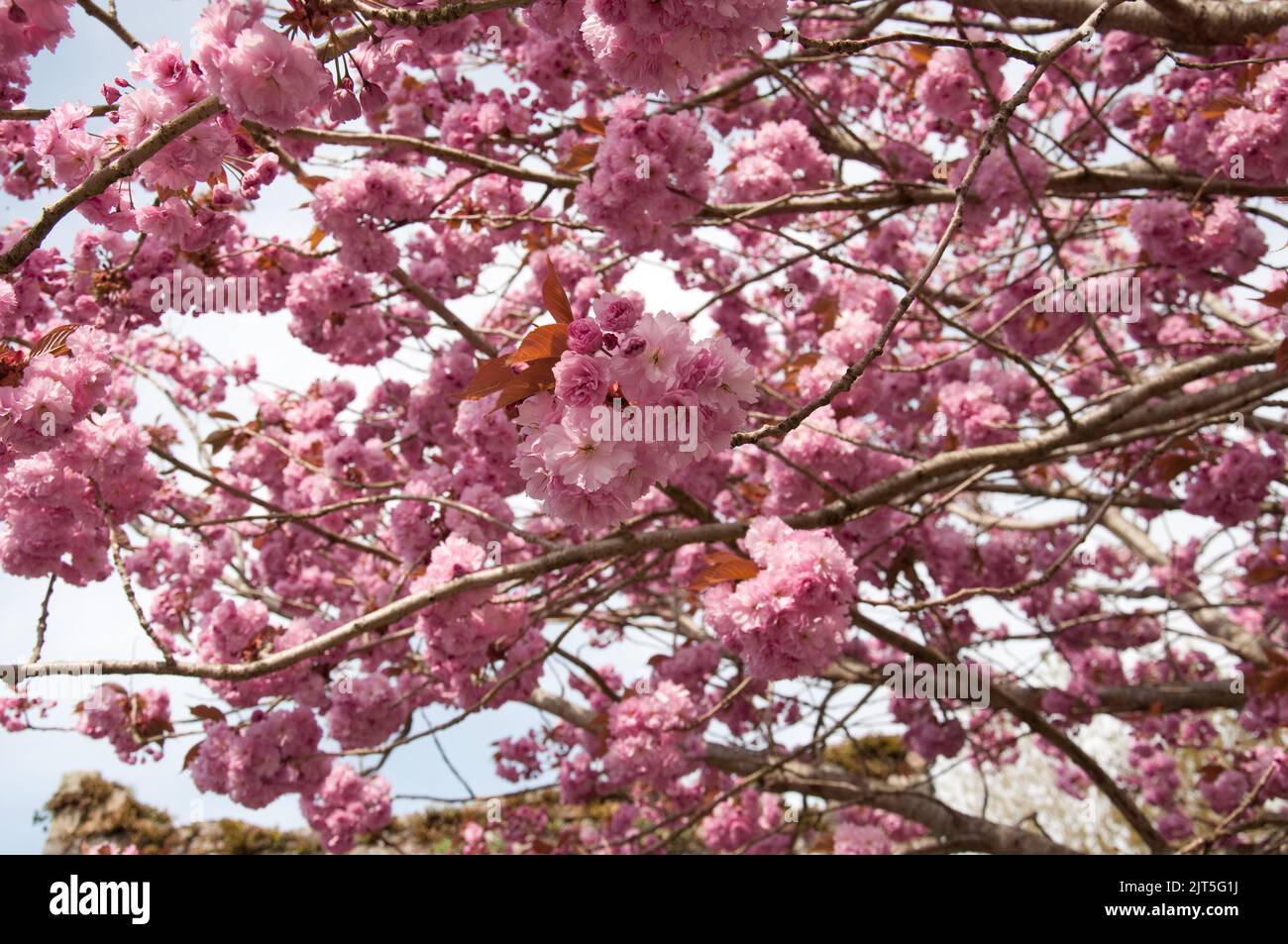 Cherry Blossom, Inistioge, Co. Kilkenny, Eire. Beautiful cherry blossom