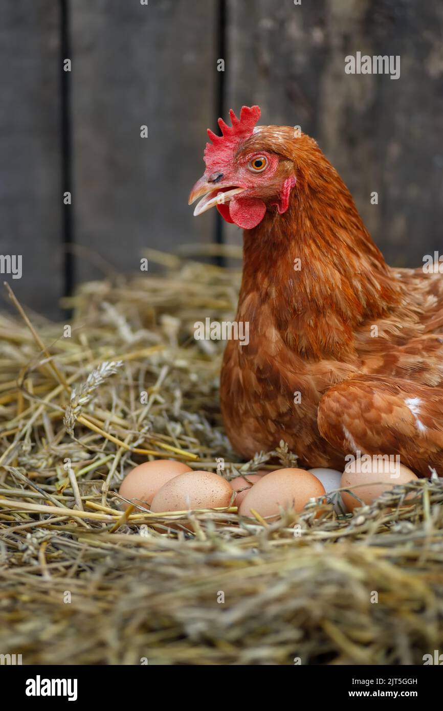 closeup of hen hatching eggs in nest of straw inside a wooden chicken