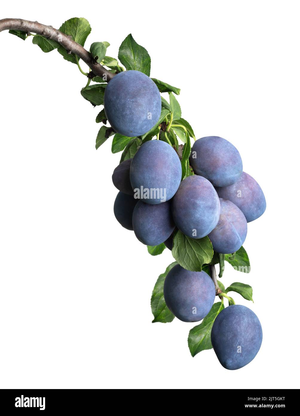 blue plums on branch isolated on white Stock Photo Alamy