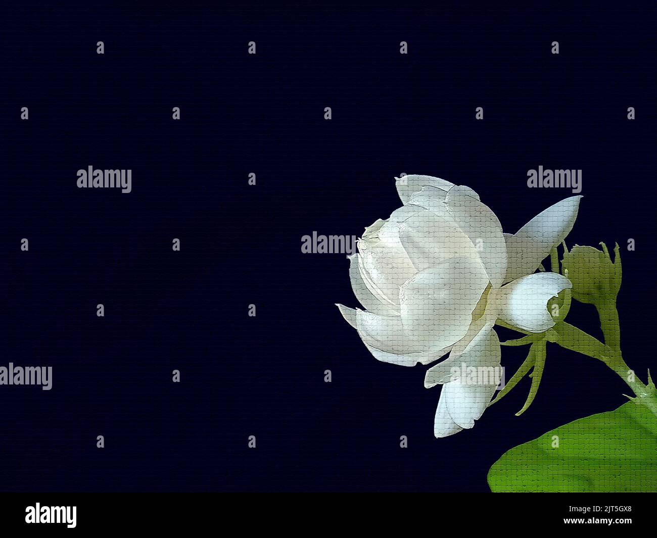 Close up of White jasmine, Jasminum sambac or Arabian jasmine, Grand Duke of Tuscany, mosaic effect, illustrator art Stock Photo