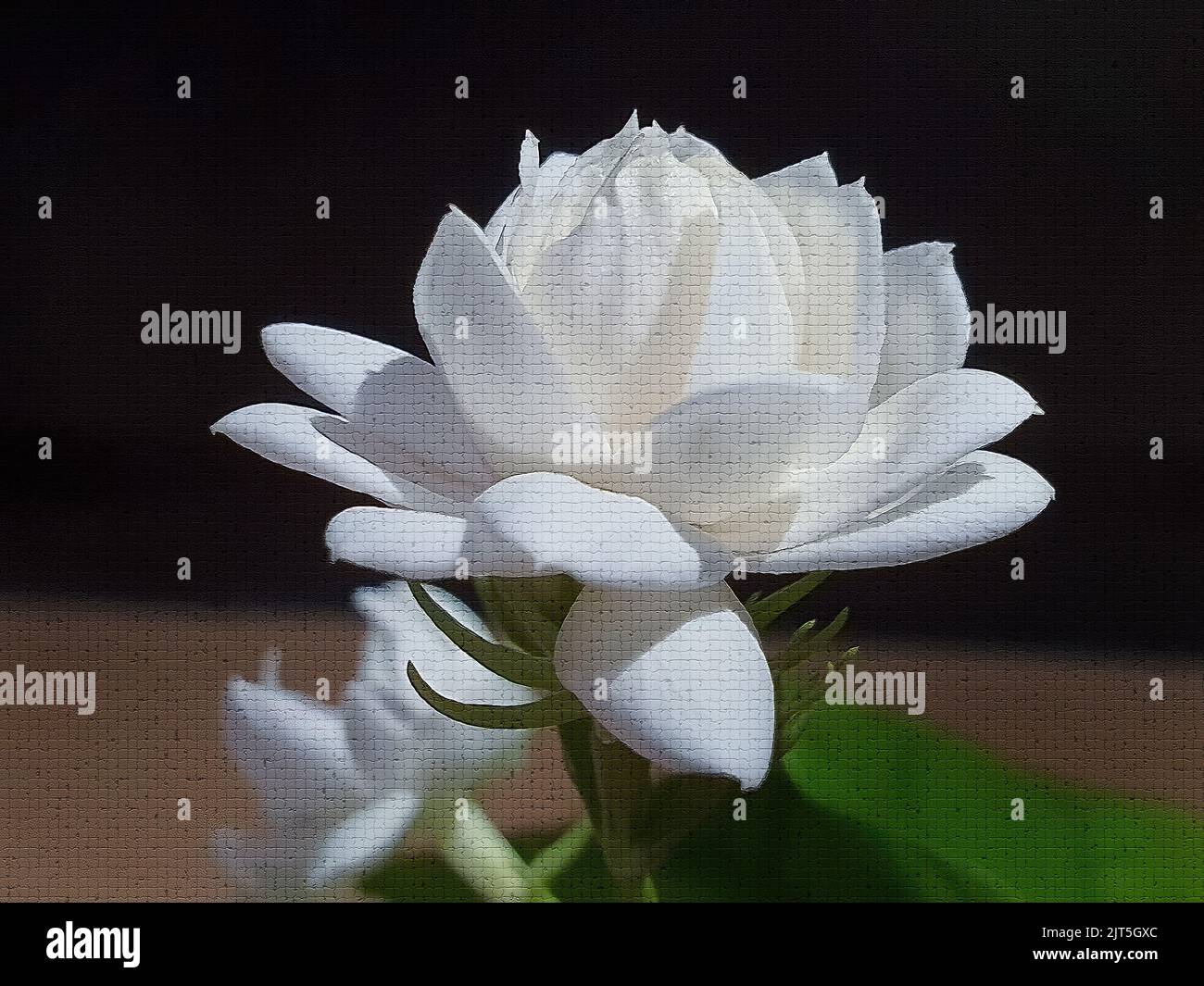 Close up of White jasmine, Jasminum sambac or Arabian jasmine, Grand Duke of Tuscany, mosaic effect, illustrator art Stock Photo