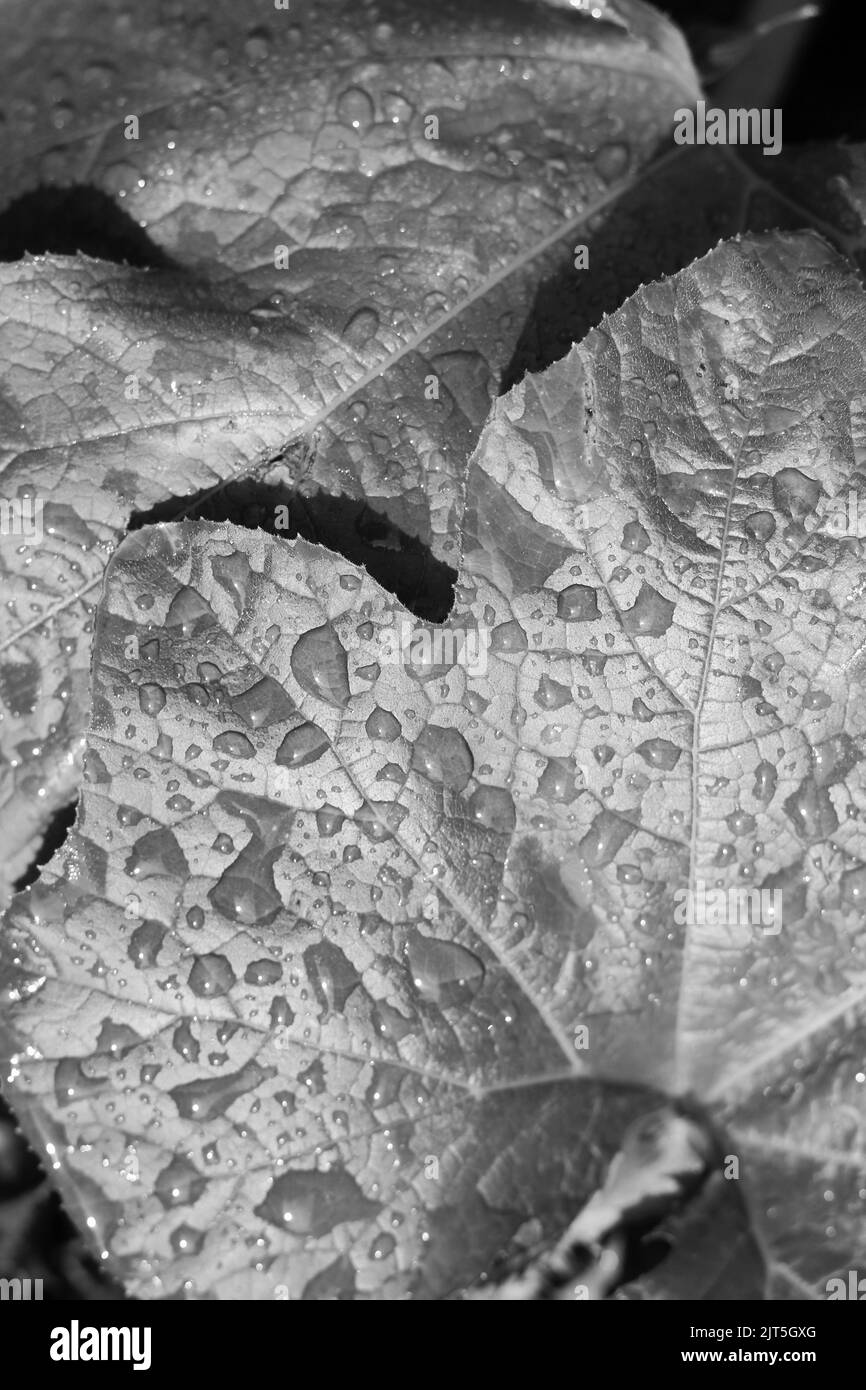 Huge pumpkin plant leaf covered with dew drops in a black and white monochrome. Stock Photo