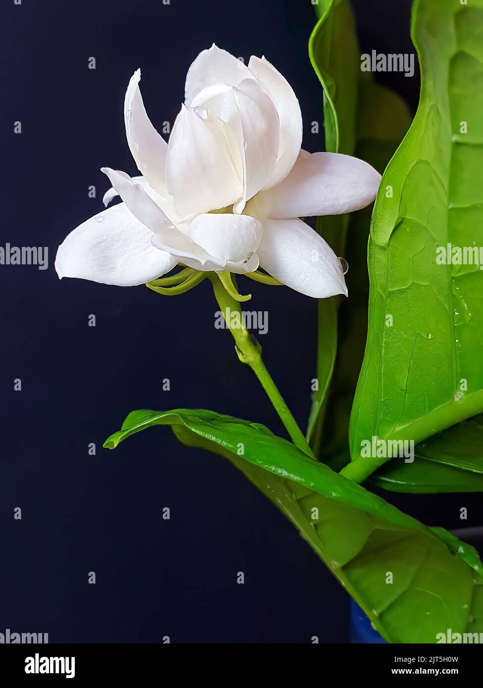 Arabian jasmine hi-res stock photography and images - Alamy
