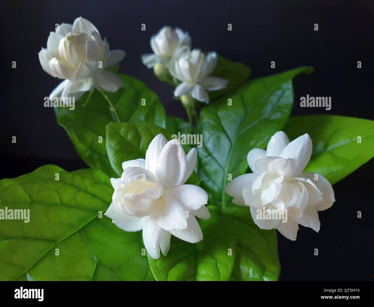 Close up of White jasmine, Jasminum sambac or Arabian jasmine, Grand Duke of Tuscany, beautiful white flower and green leaves, aroma Stock Photo