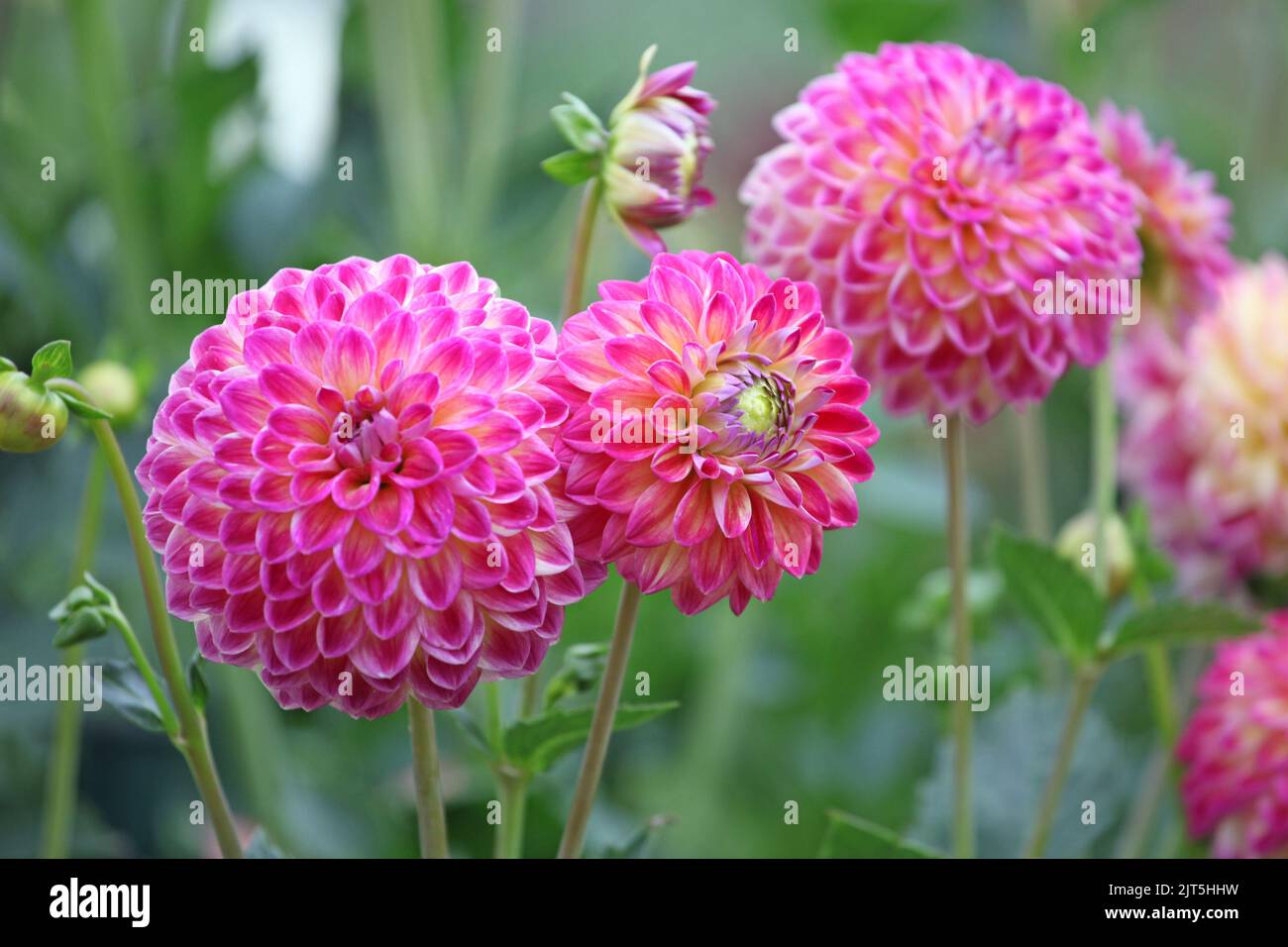 Dahlia Hapet Daydream in flower Stock Photo - Alamy