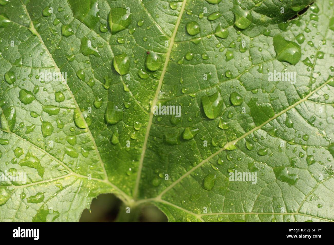 Huge Pumpkin Plant Leaf Covered With Dew Drops Stock Photo Alamy Huge pumpkin plant leaf covered with dew drops stock photo alamy