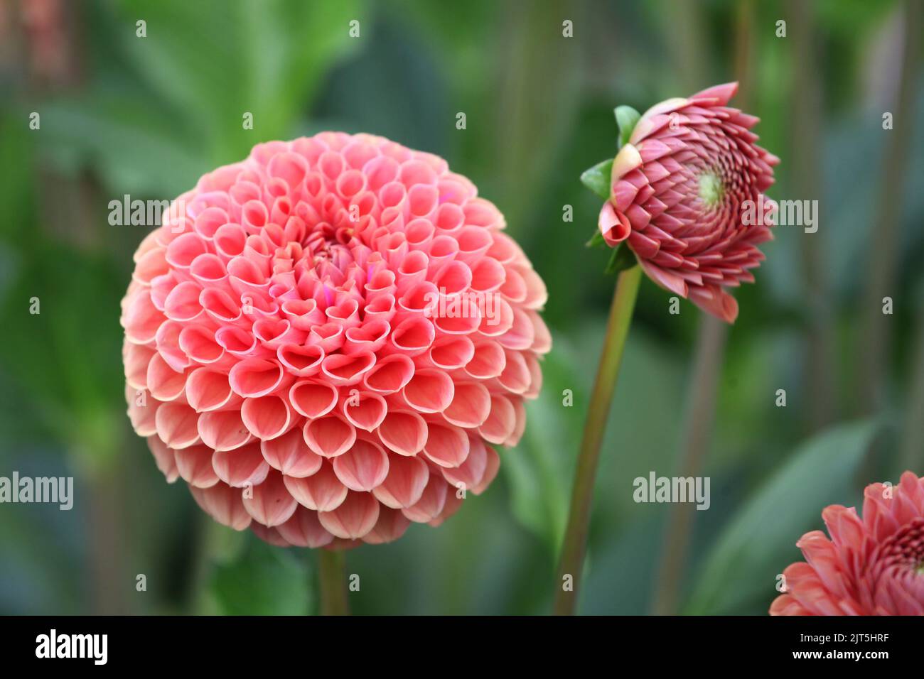 Dahlia 'Cornel Brons' in flower. Stock Photo
