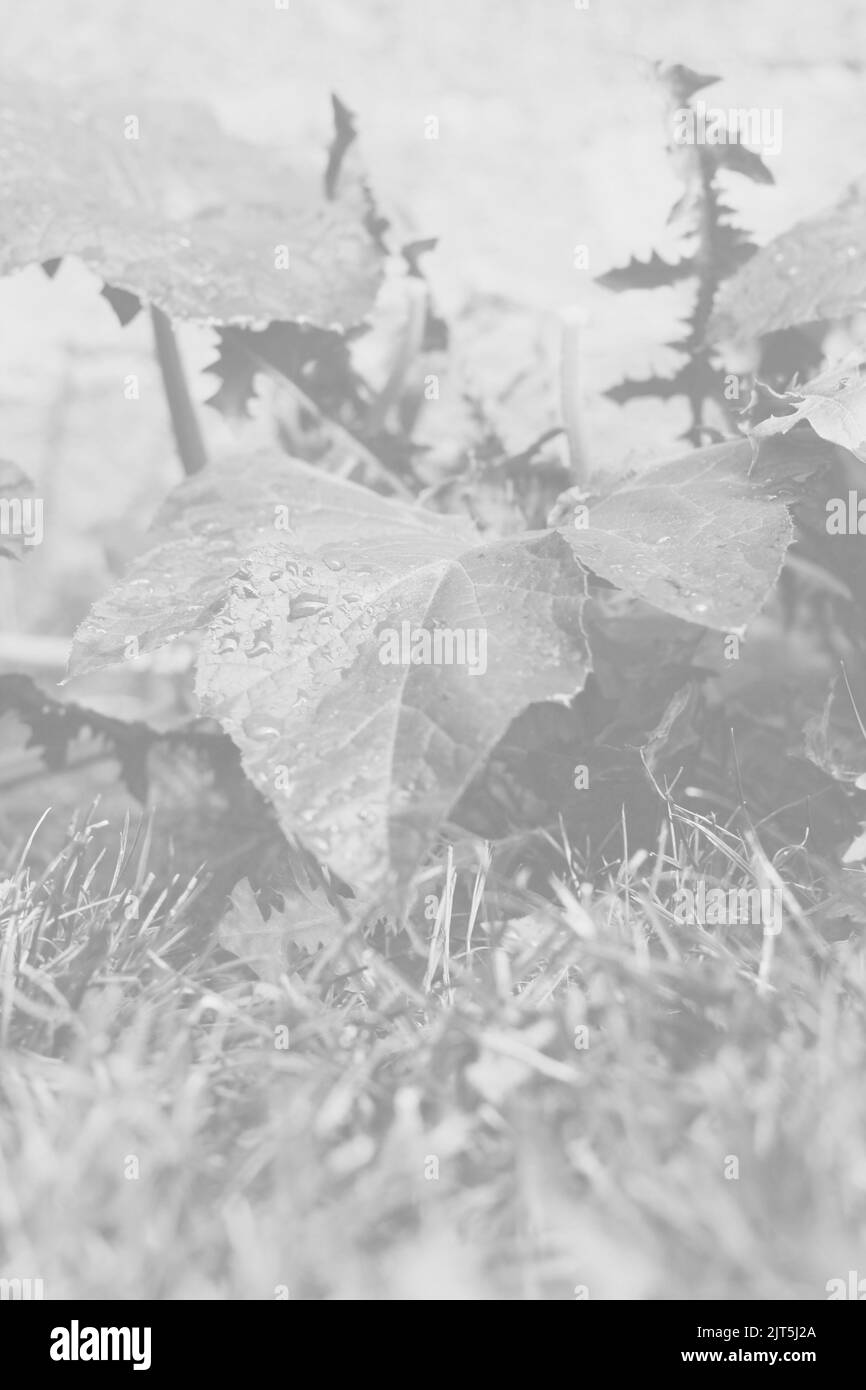 Full pumpkin leaf growing in the sunny kitchen garden in a faded black and white monochrome. Stock Photo