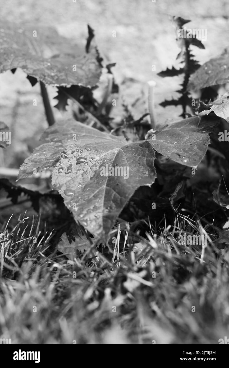 Full pumpkin leaf growing in the sunny kitchen garden in a black and white monochrome. Stock Photo