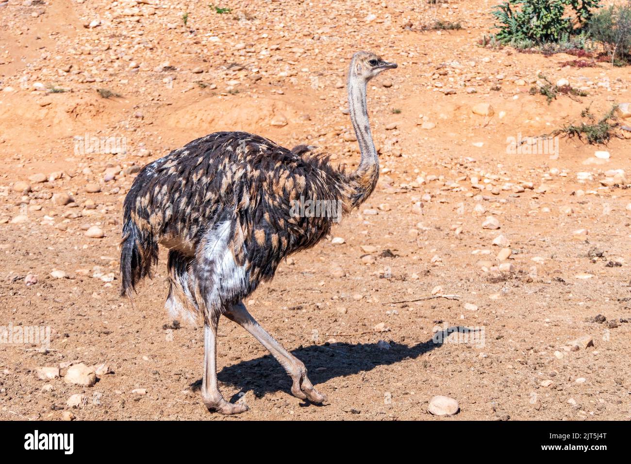 African common ostrich wild bird close up. South Africa Stock Photo