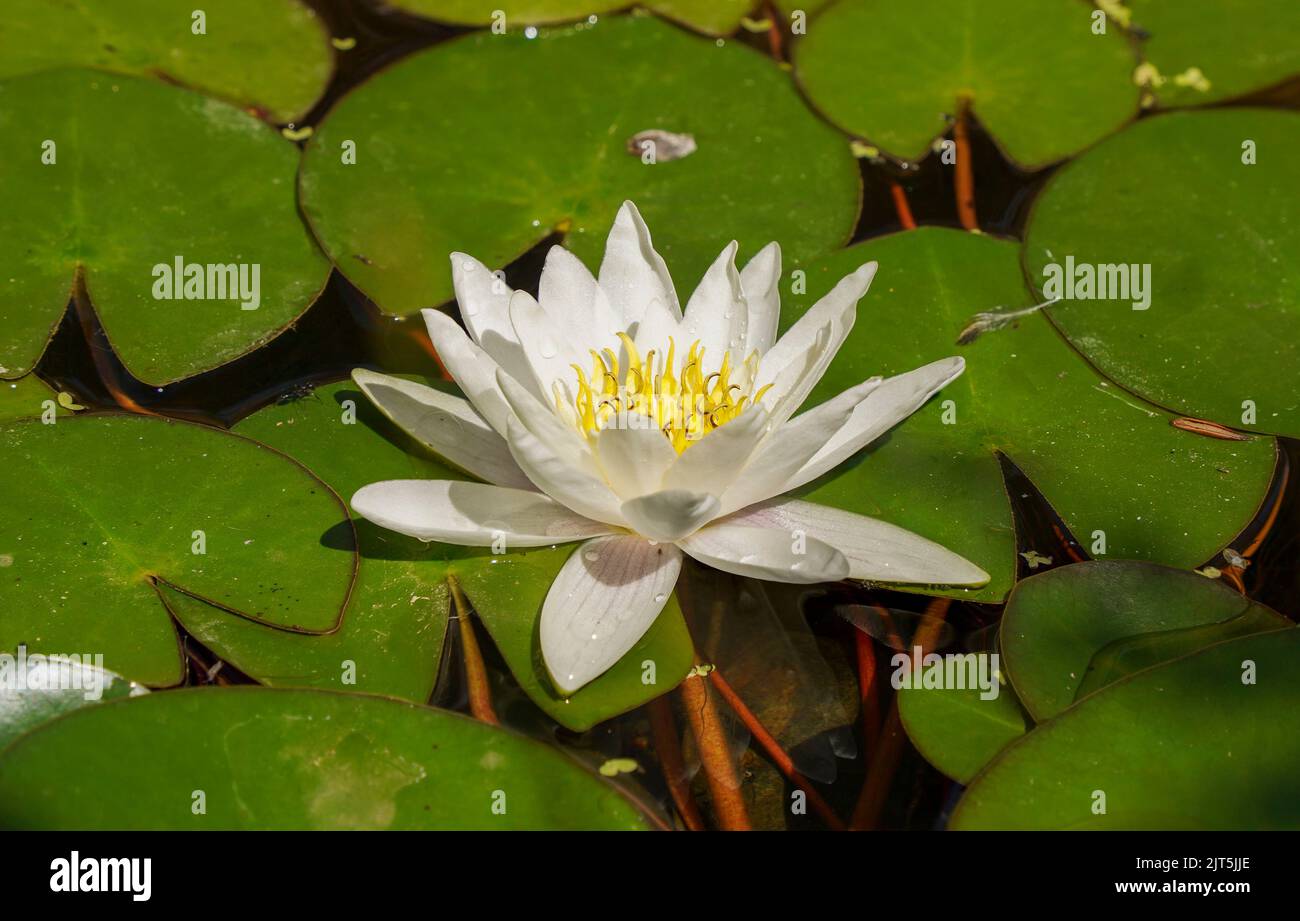 White water lily flower in a pond. Stock Photo