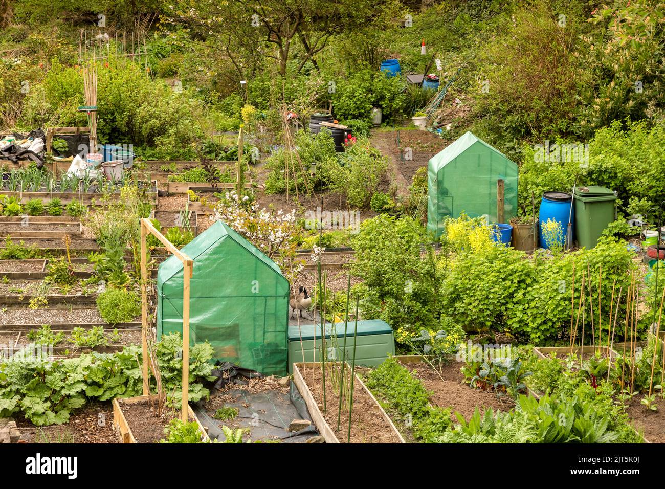 27 April 2022: Hebden Bridge, UK - Allotments at Hebden Bridge on a spring day, with an assortment of crops. Stock Photo