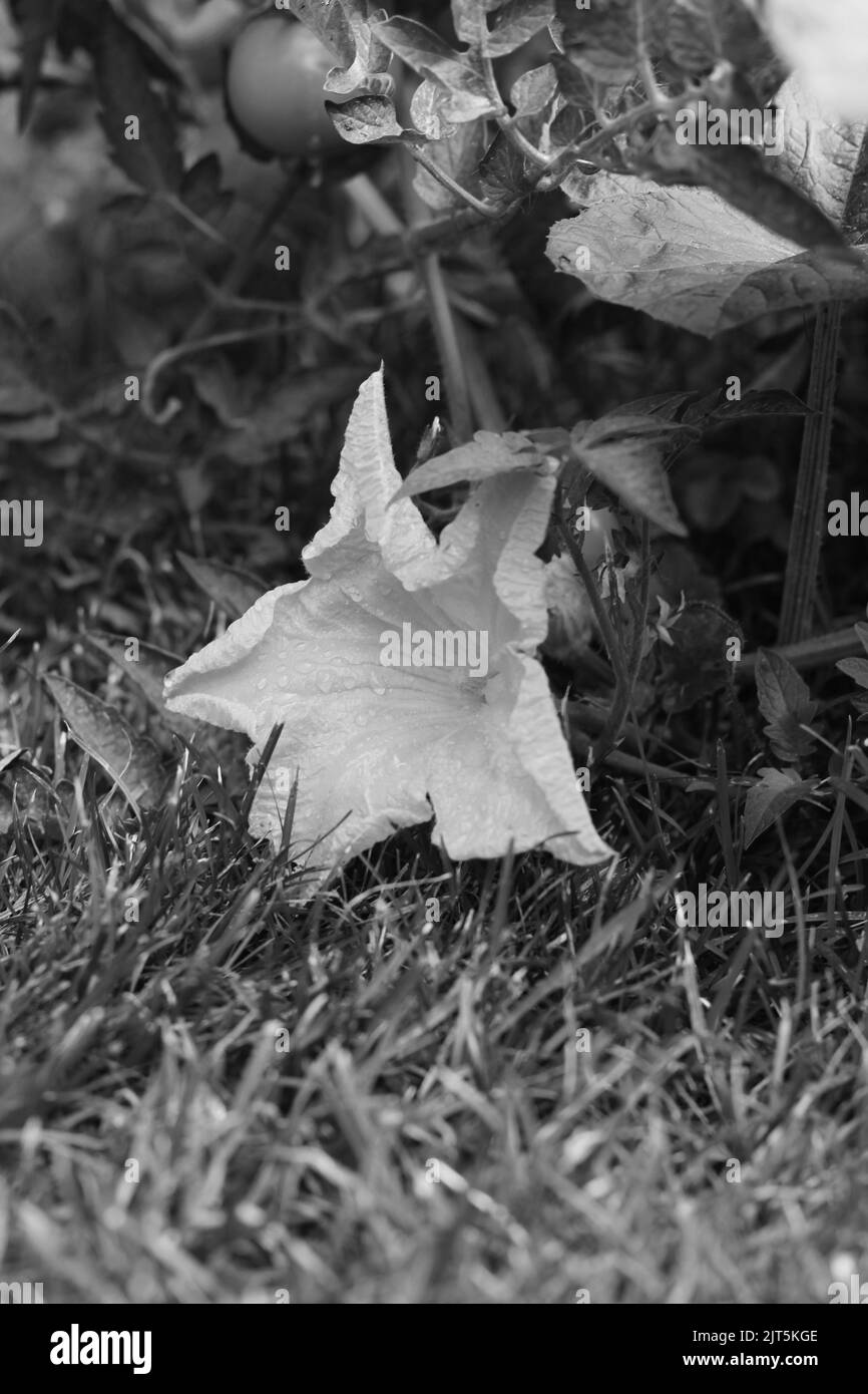 Huge single pumpkin flower growing in the sunny kitchen garden in a black and white monochrome. Stock Photo