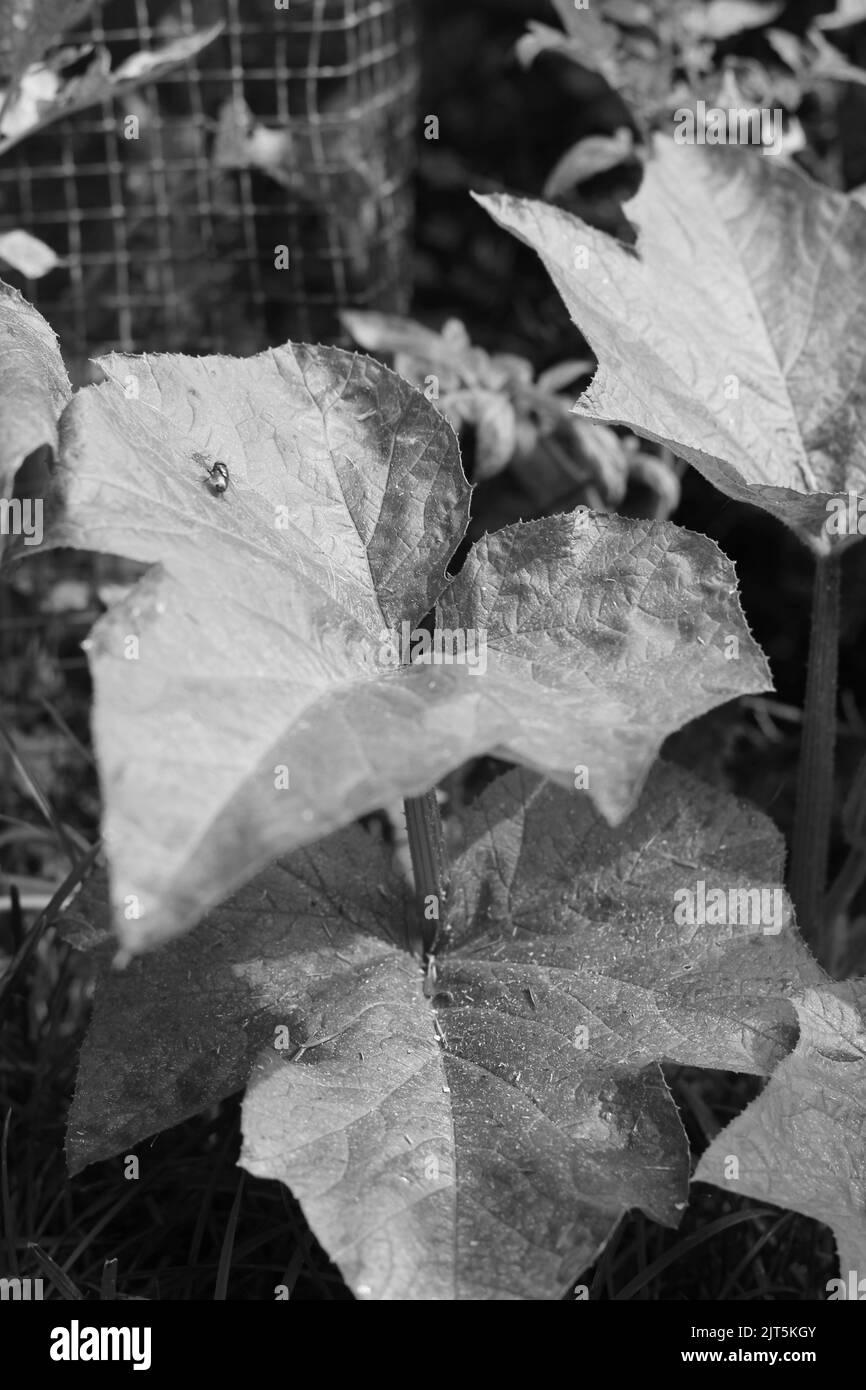 Full pumpkin leaf growing in the sunny kitchen garden in a black and white monochrome. Stock Photo