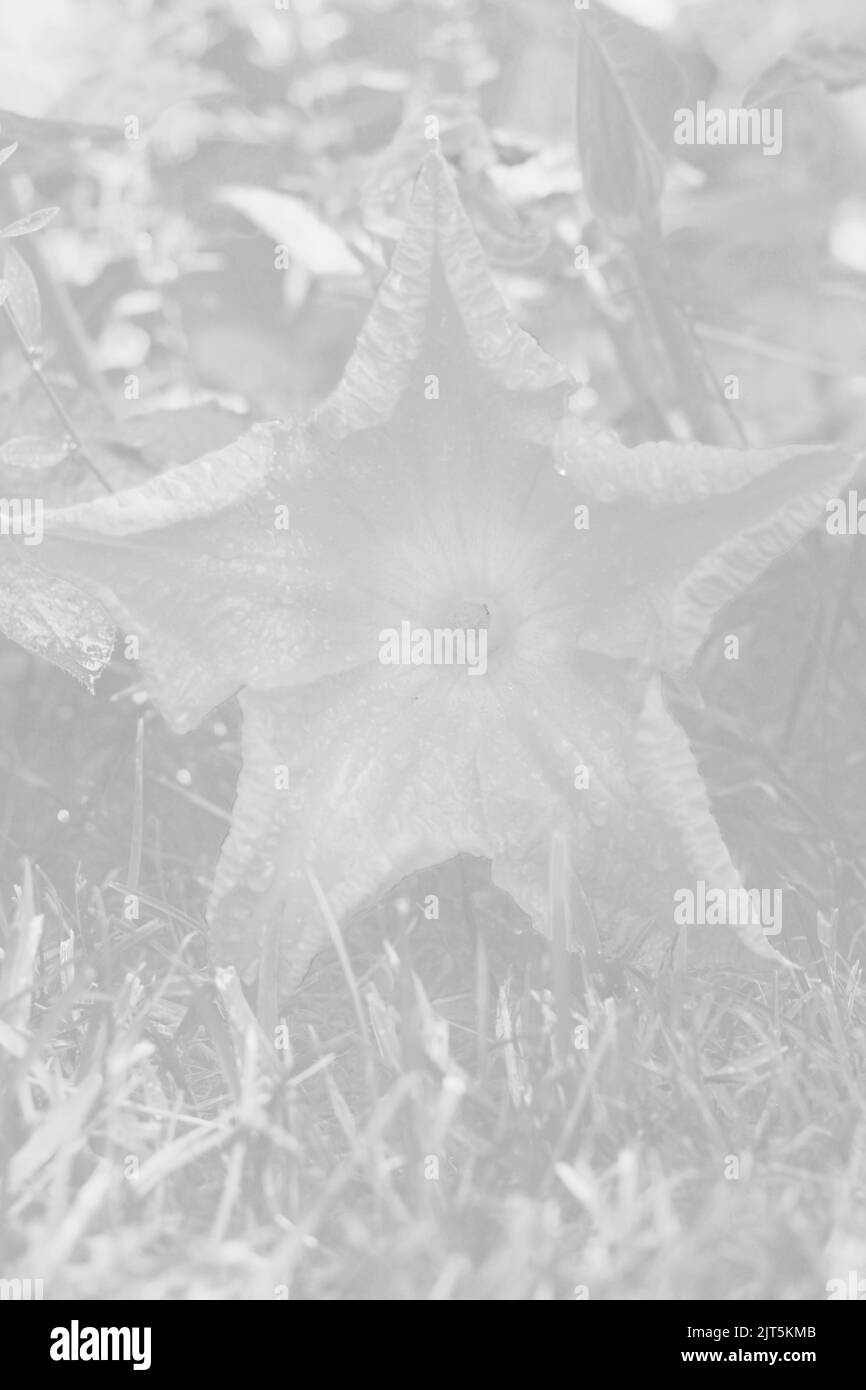 Huge single pumpkin flower growing in the sunny kitchen garden in a faded black and white monochrome. Stock Photo