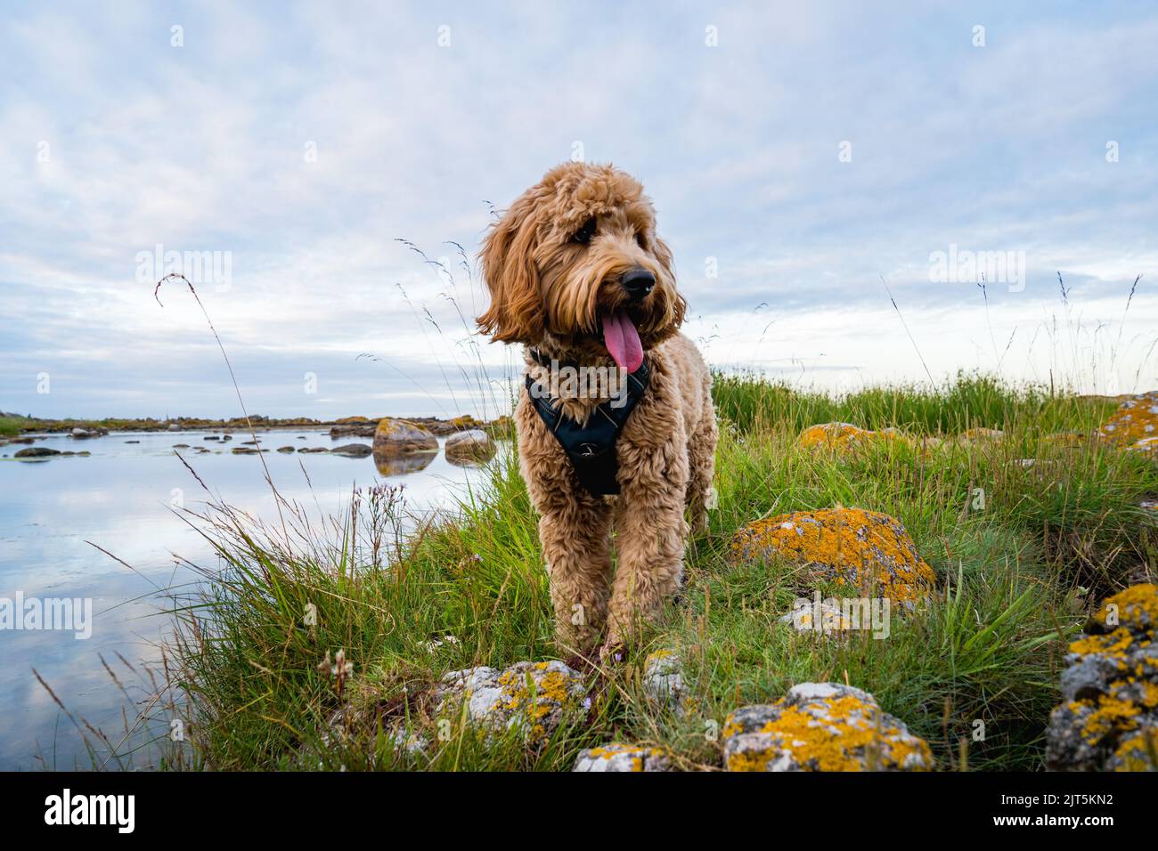 happy dog on the beach at coastline of batlic sea on Bornholm, Denmark
