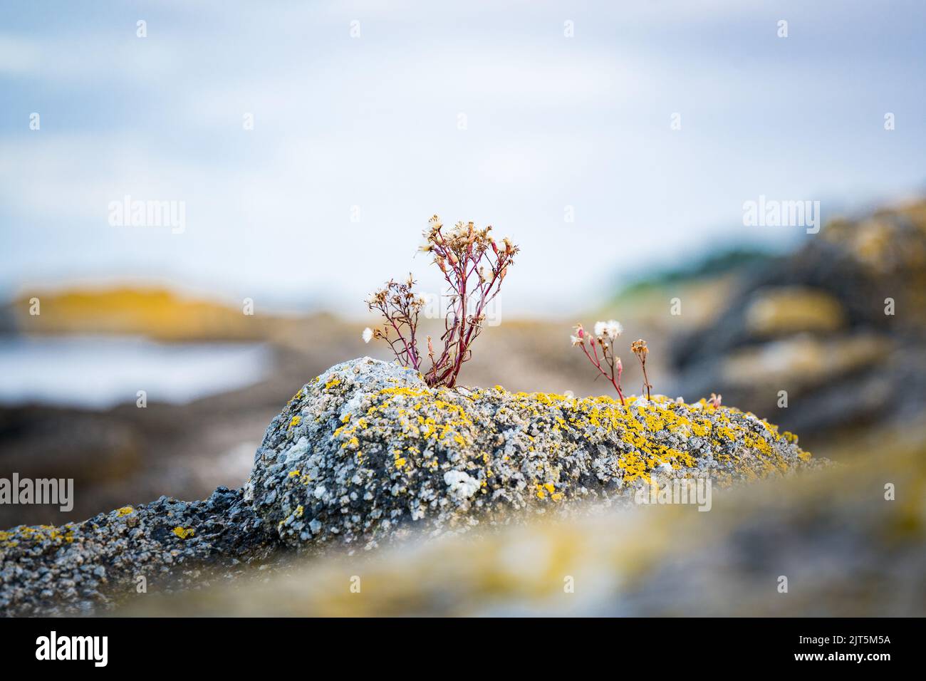 flowers growing on rocks on northern coastline of batlic sea Stock Photo