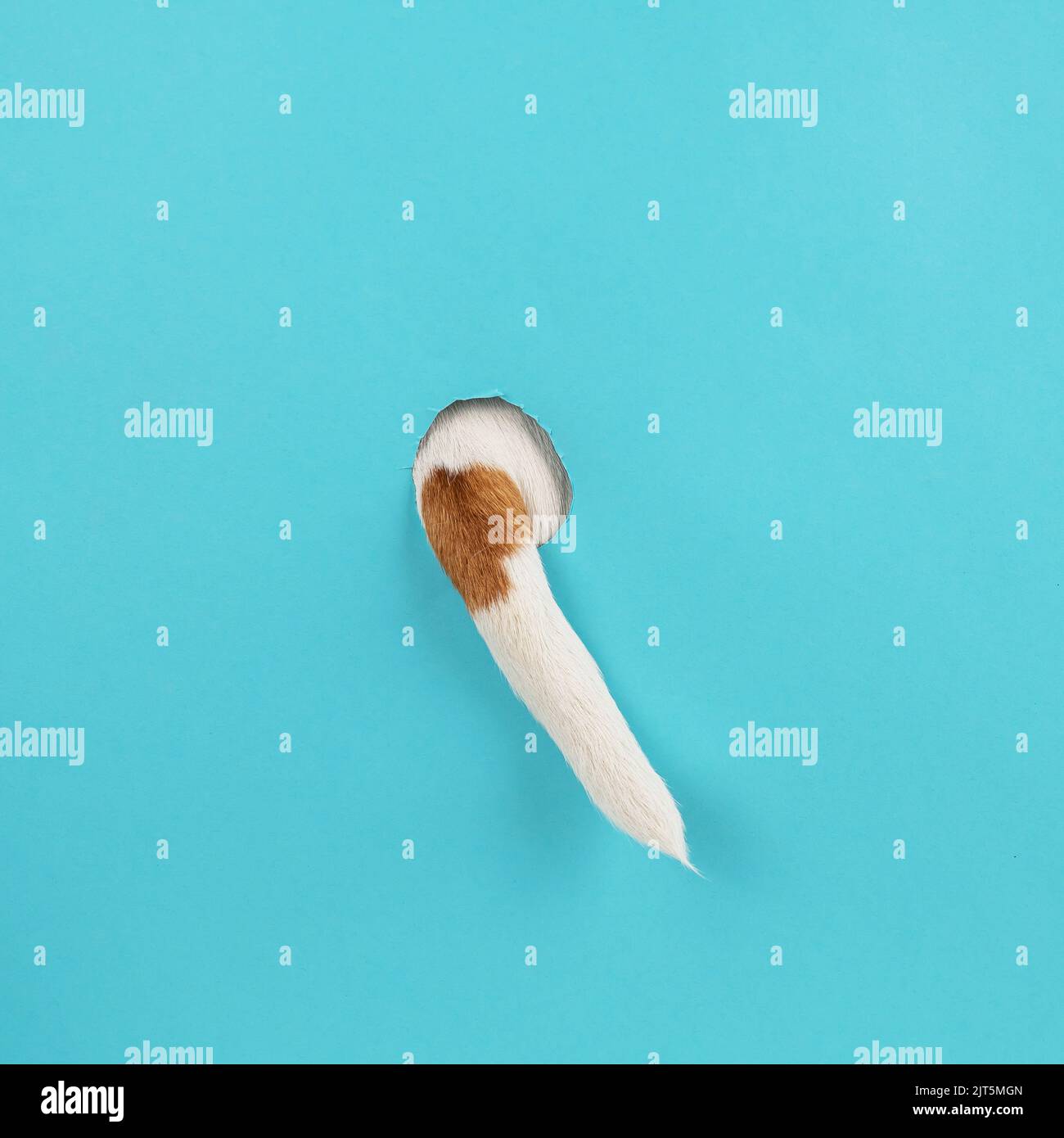 Dog tail sticking out of a hole in paper blue background Stock Photo
