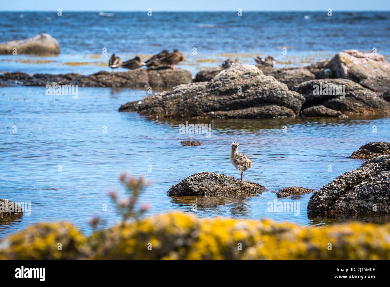 duckling standing on a rock at coastline of bornholm, denmark Stock Photo