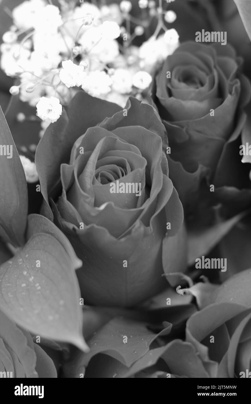 Beautiful closeup of roses and flowers in full bloom in a