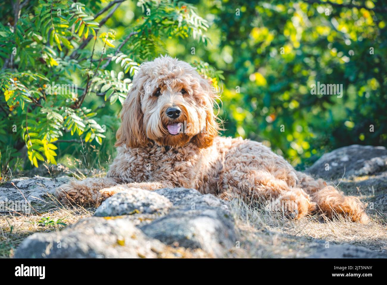 Cavapoo Puppies: Margo's Journey Home, image size:1300x956