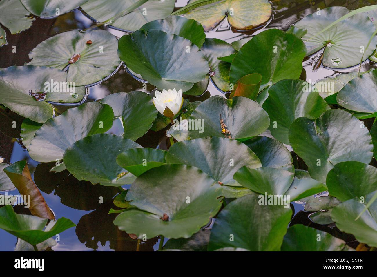 Nymphaea nouchali, often known by its synonym Nymphaea stellata, or by common names blue lotus,[1] star lotus, red water lily, dwarf aquarium lily, bl Stock Photo