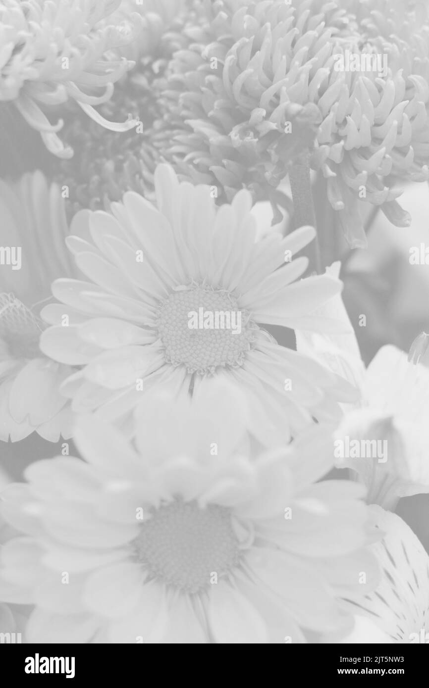 Full daisies Black and White Stock Photos & Images - Alamy