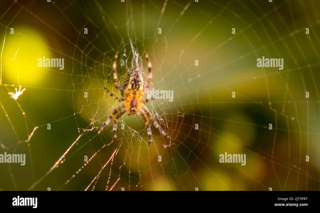 British wildlife Stock Photo