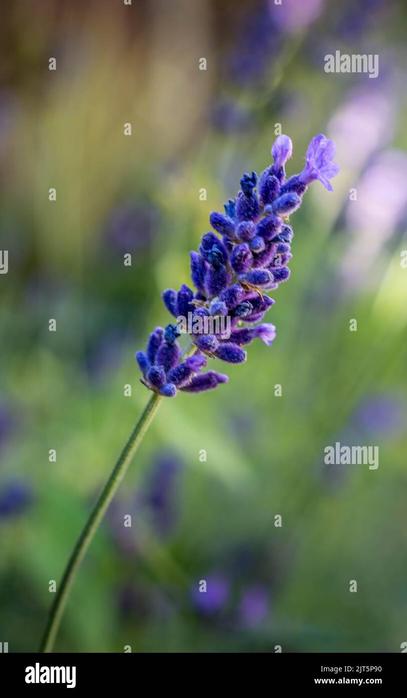 British wildlife Stock Photo