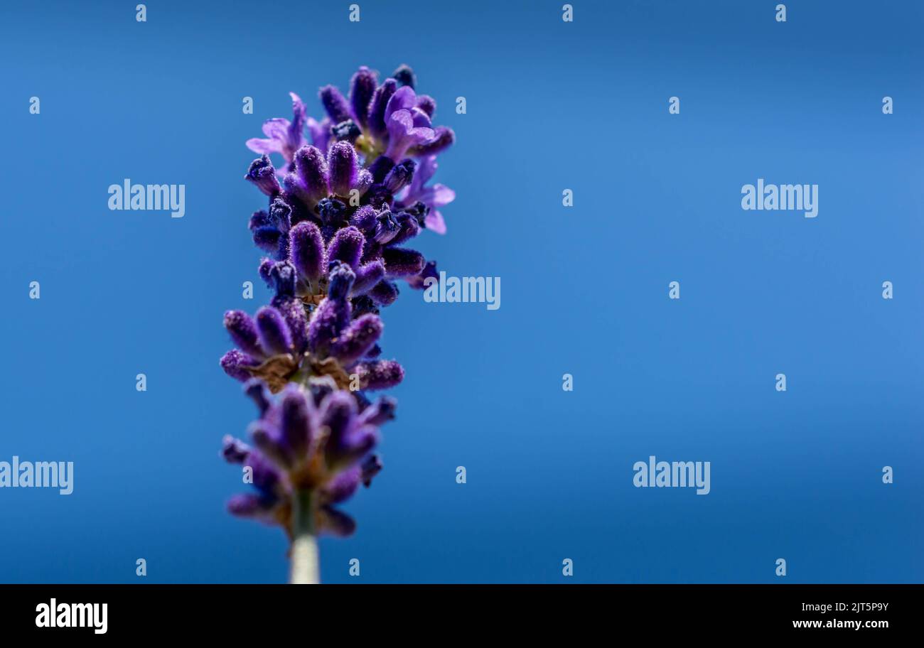 British wildlife Stock Photo