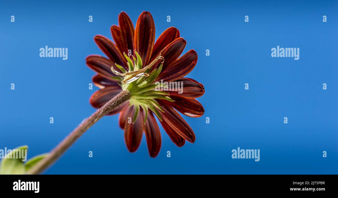 British wildlife Stock Photo