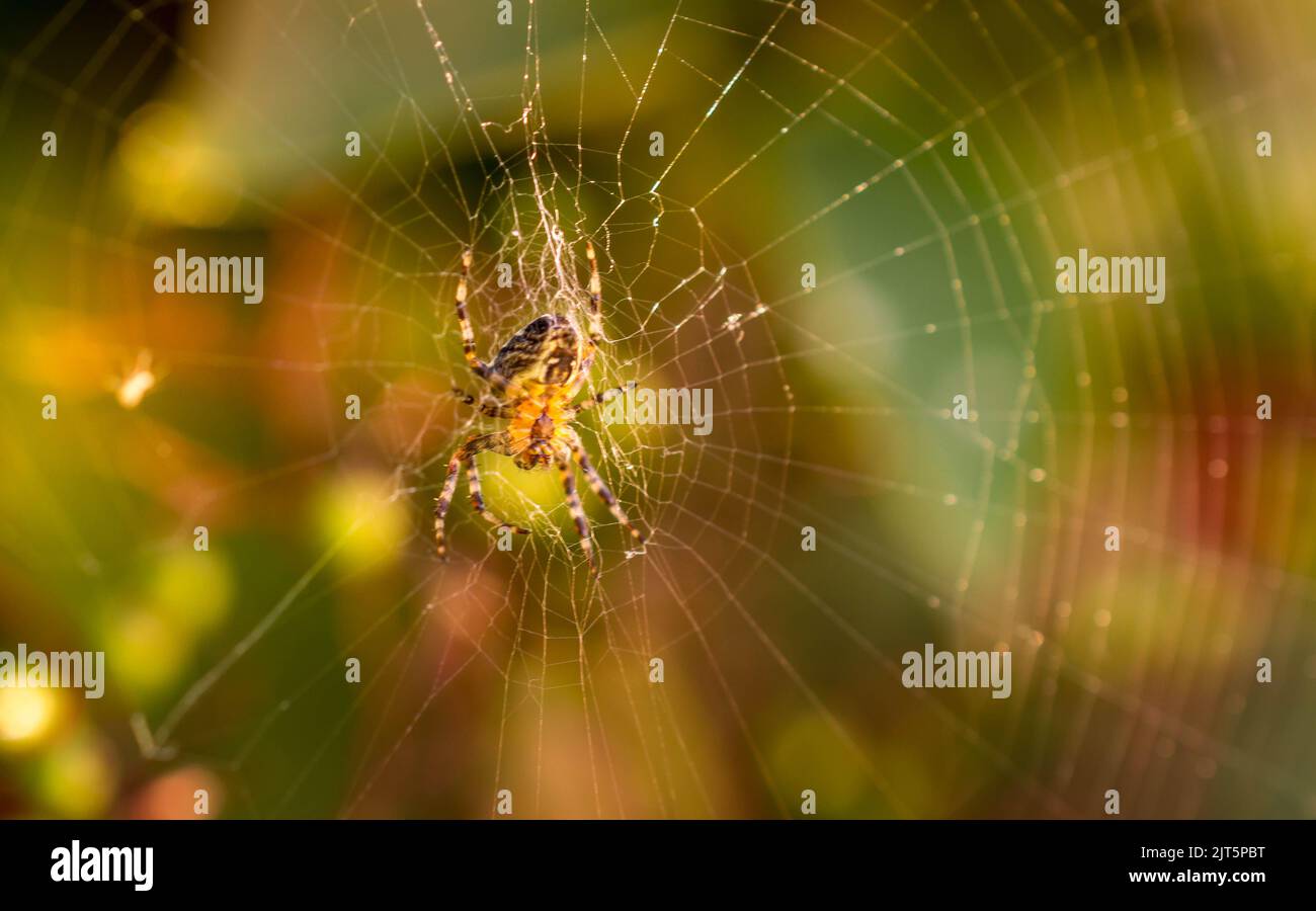 British wildlife Stock Photo