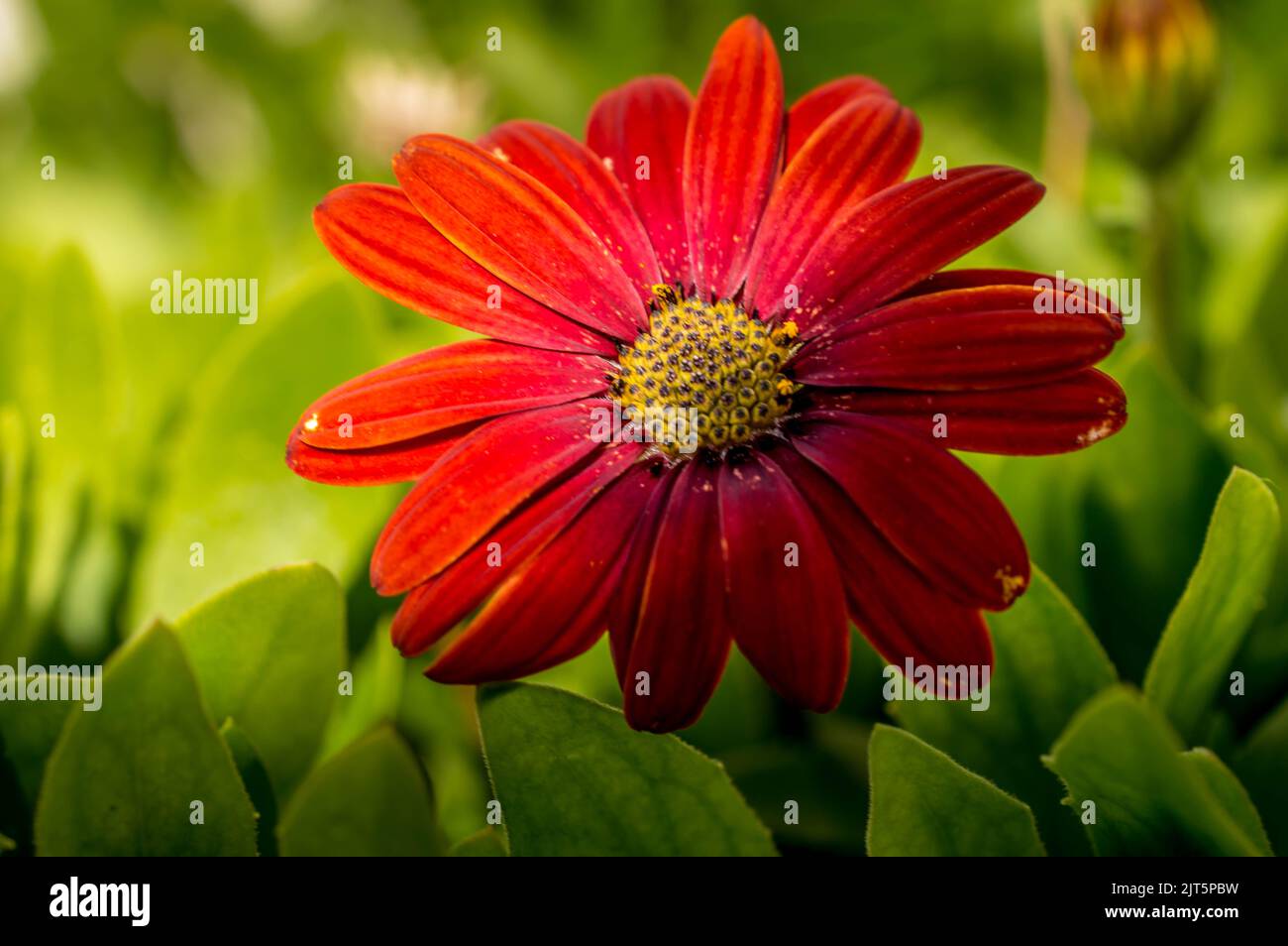 British wildlife Stock Photo