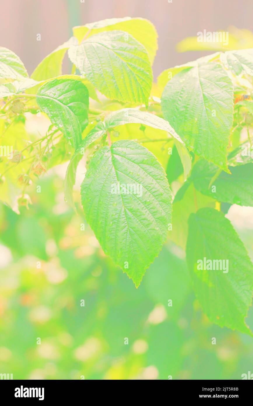 Summer leafy raspberry plants growing in the sunny summer kitchen ...