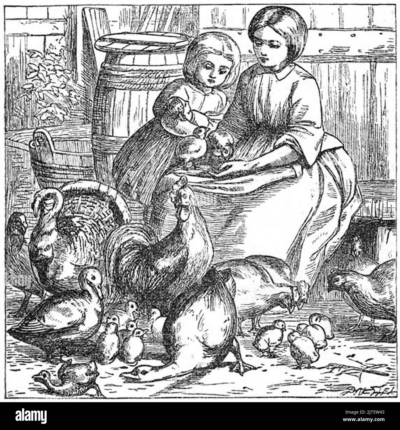 Ugly Duckling 1 Stock Photo Alamy