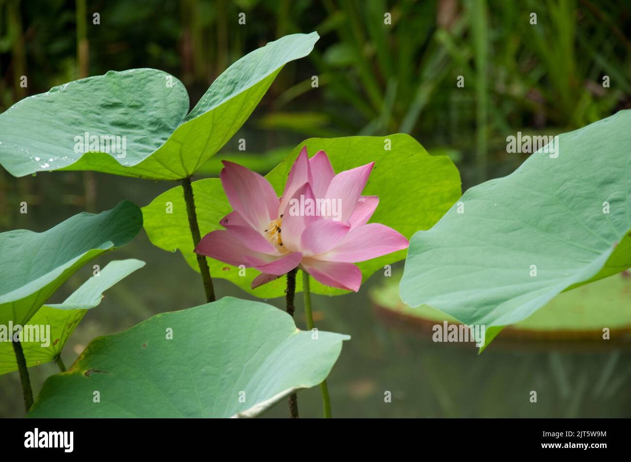 Lotus Flower, Water Garden, Tropical Spice Garden, Penang, Malaysia