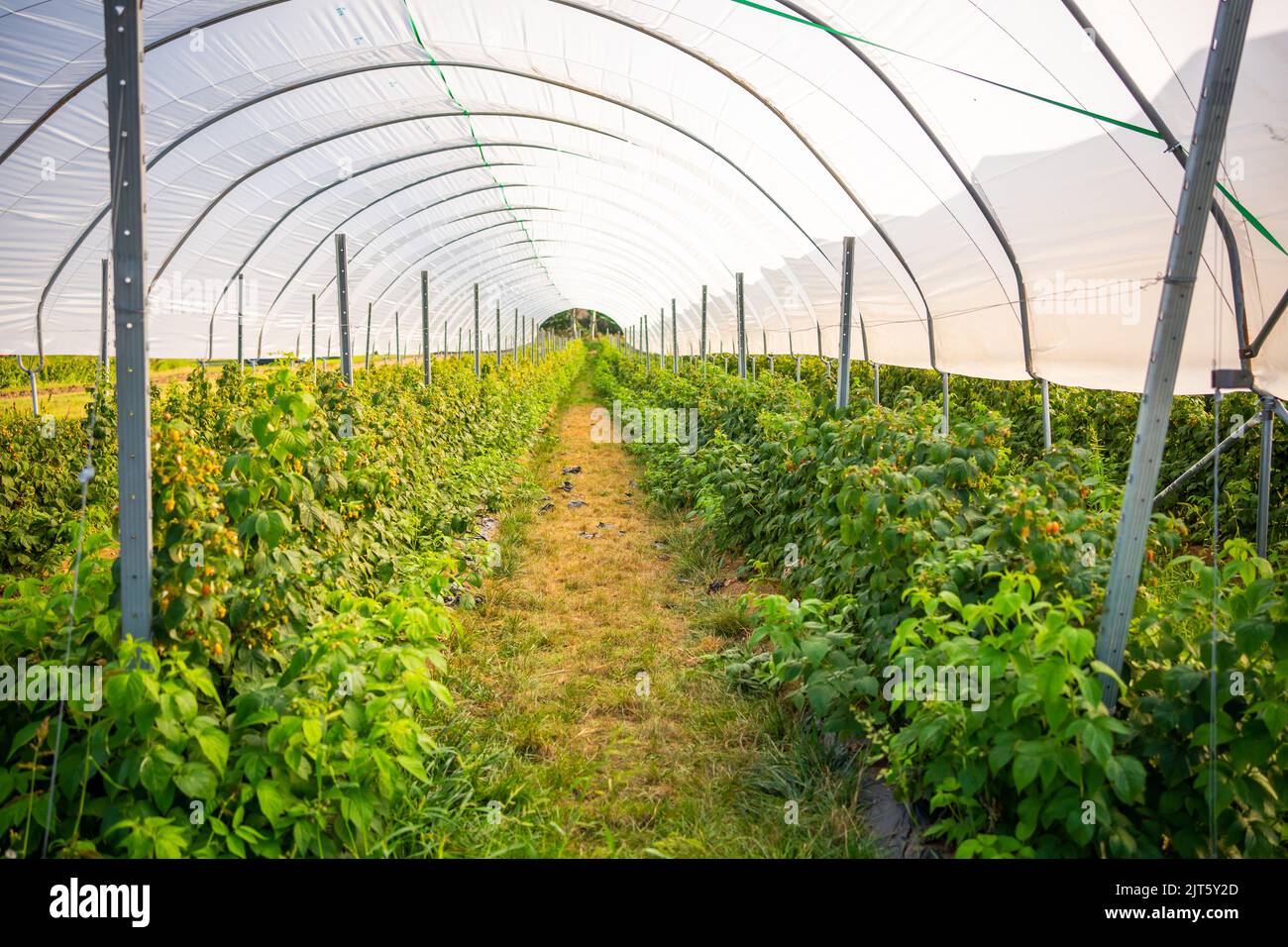 Branches of ripe red juicy raspberry in raspberry self-picking ...