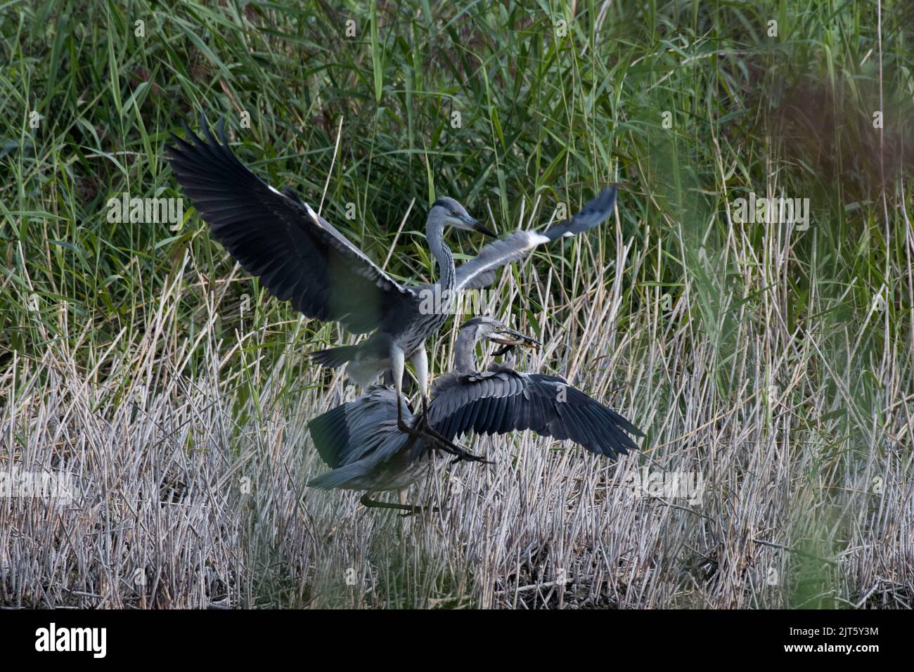Two herons fighting over an eel at Magor Marsh, UK. Stock Photo