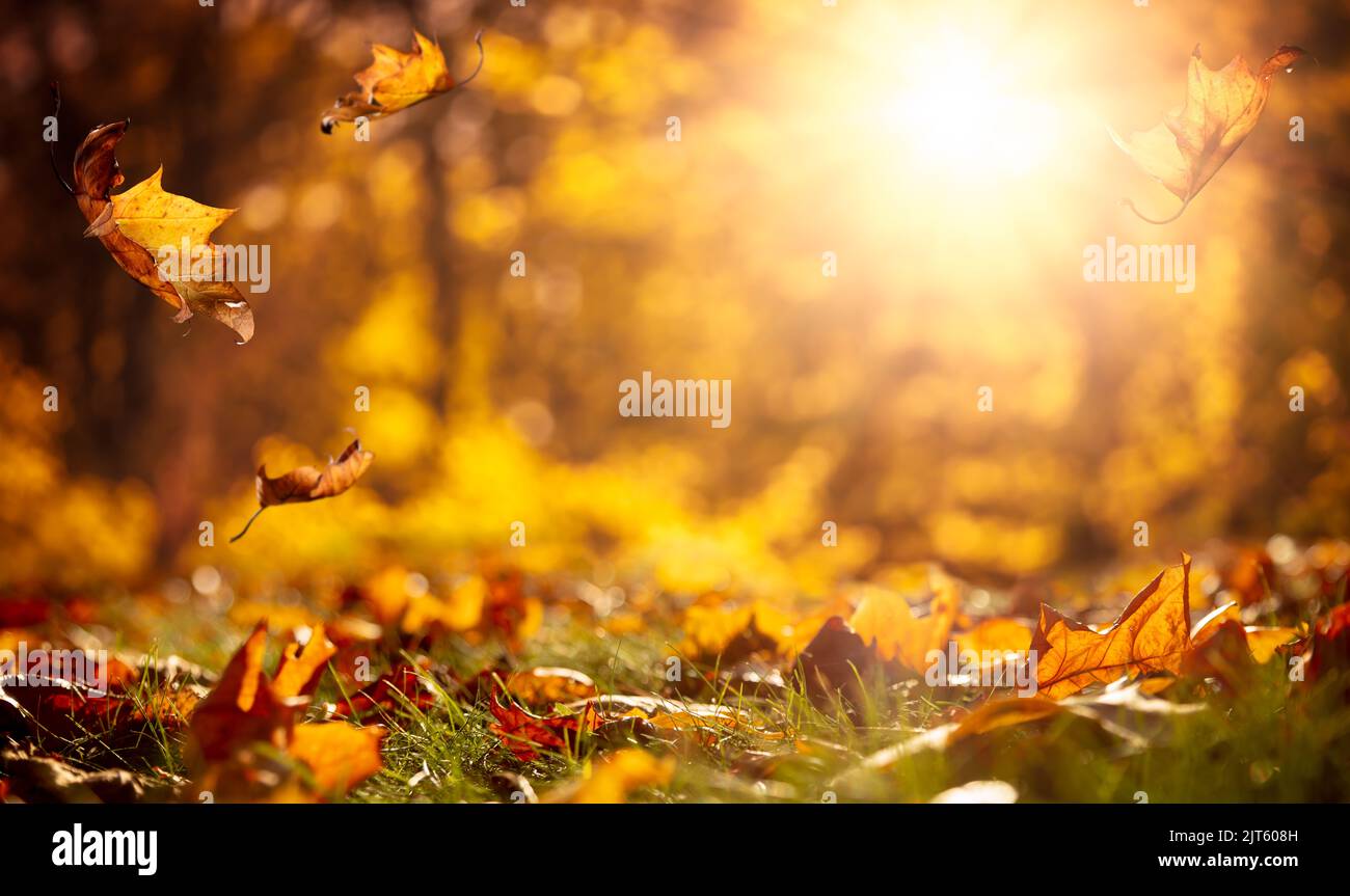 Golden background soft light hi-res stock photography and images - Alamy