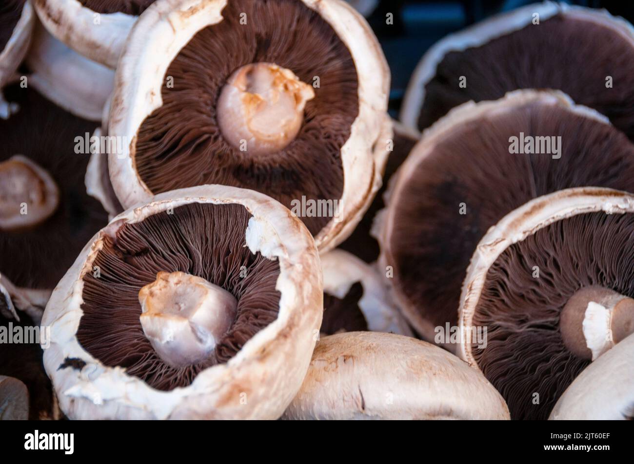 Fresh white button mushrooms with brown lamella or gilled mushrooms at the Country Market the village of Enniskerry in County Wicklow, Ireland. Stock Photo