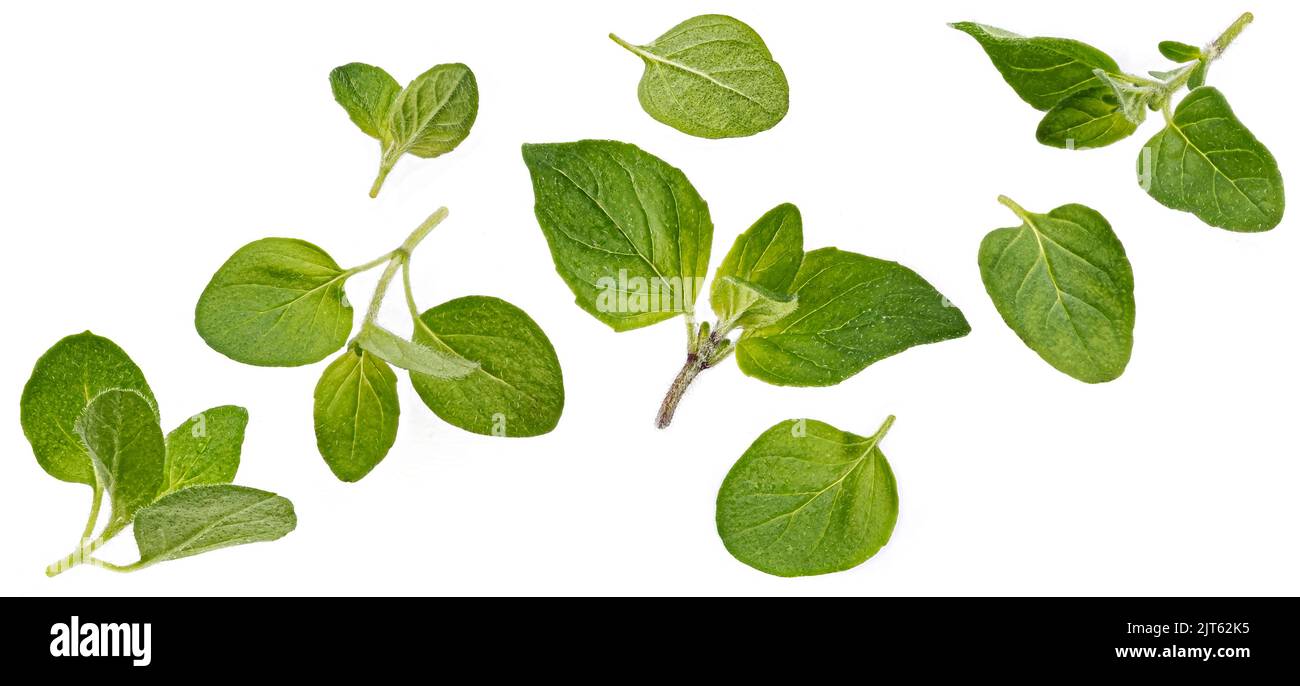 Falling oregano leaves isolated on white background Stock Photo Alamy