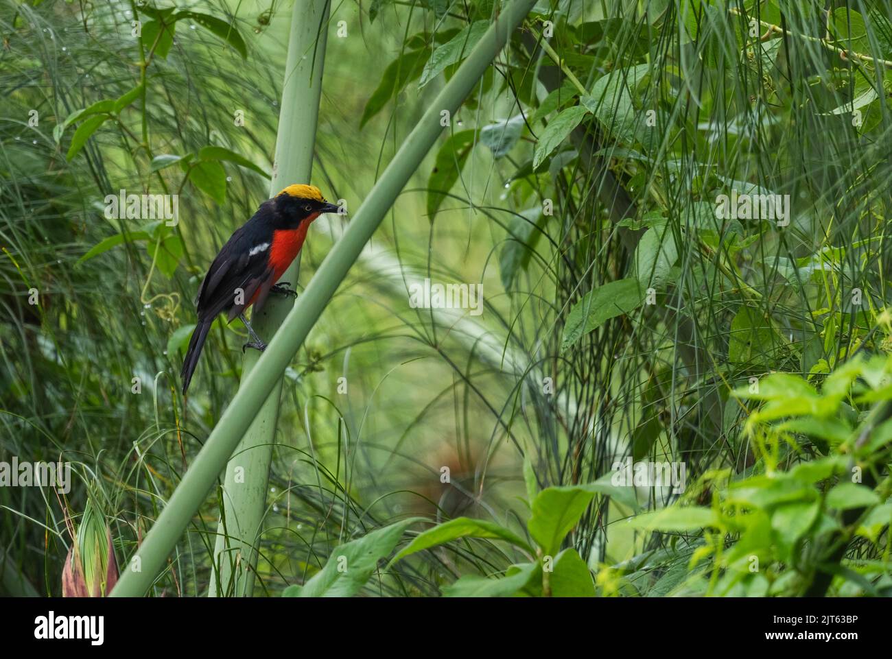 Papyrus Gonolek - Laniarius mufumbiri, beautiful colored perching bird from Arican swamps and rivers, Nile river, Uganda. Stock Photo