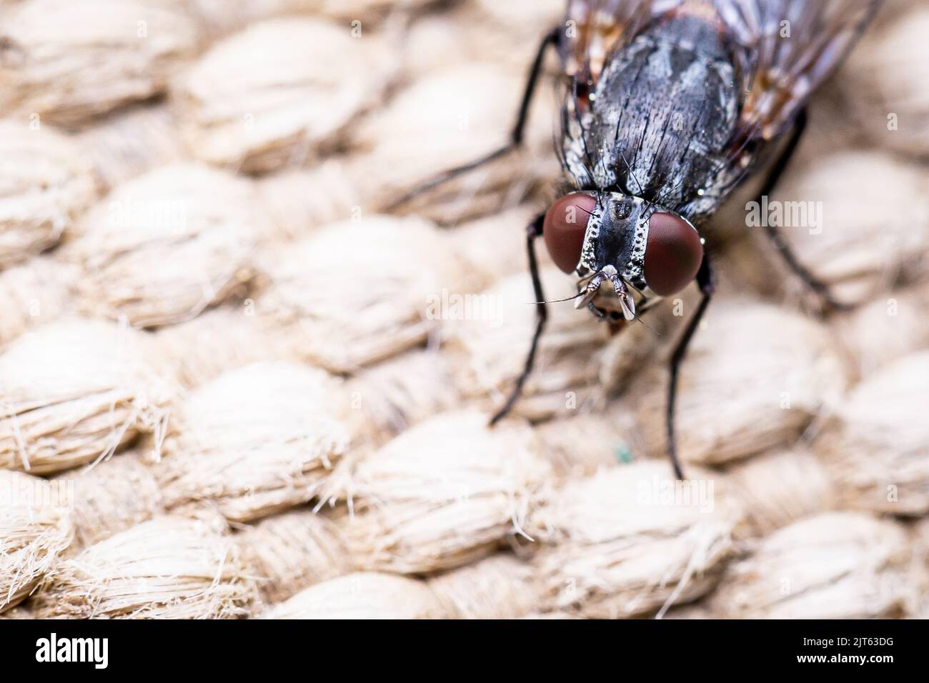 A macro focus shot of a housefly stand on a burlap surface Stock Photo
